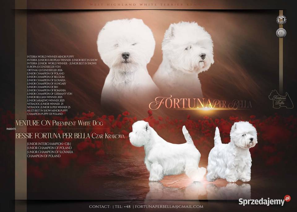 WEST HIGHLAND WHITE TERRIER Ozimek sprzedam