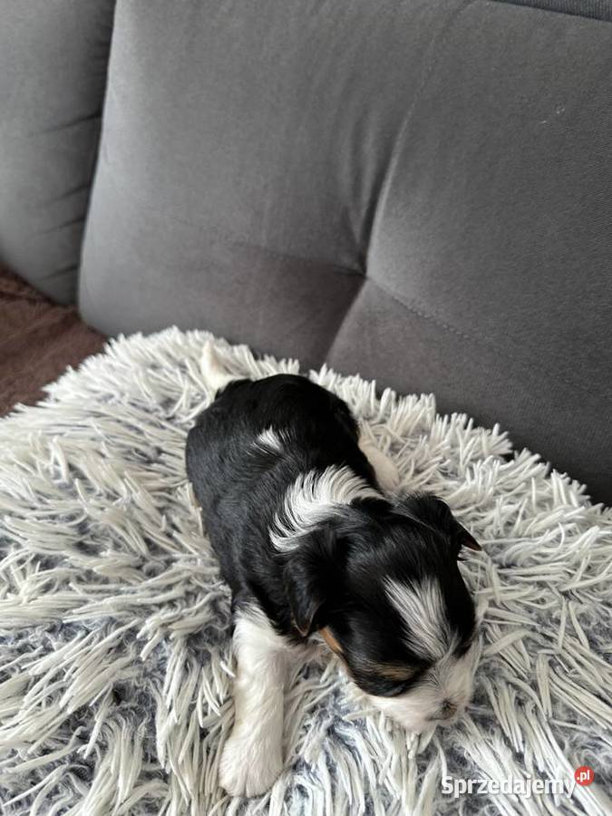Biewer Yorkshire Terrier sprzedam