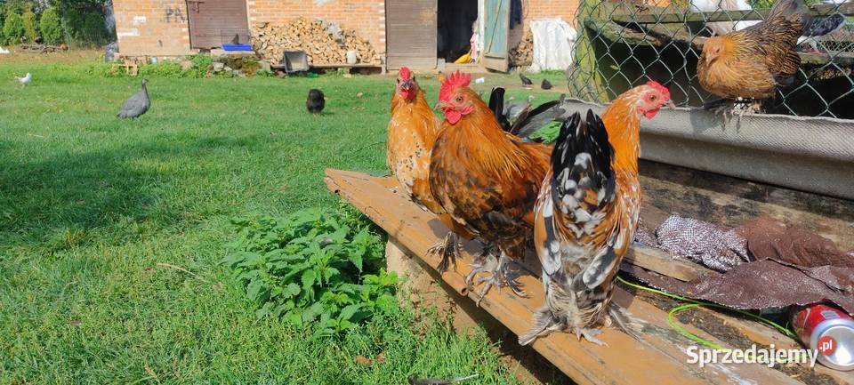 Sprzedam koguty młode Drób i ptactwo lubelskie Tokarówka