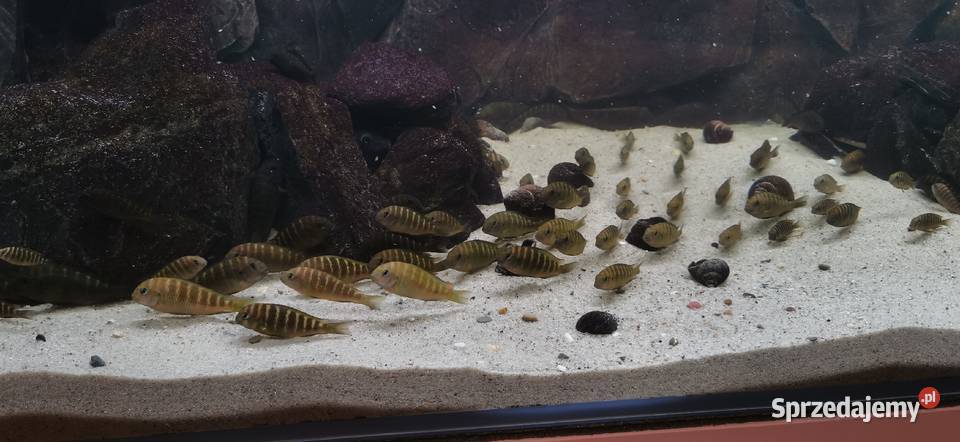 Tropheus sp Crescentic Mkuyu Baligród