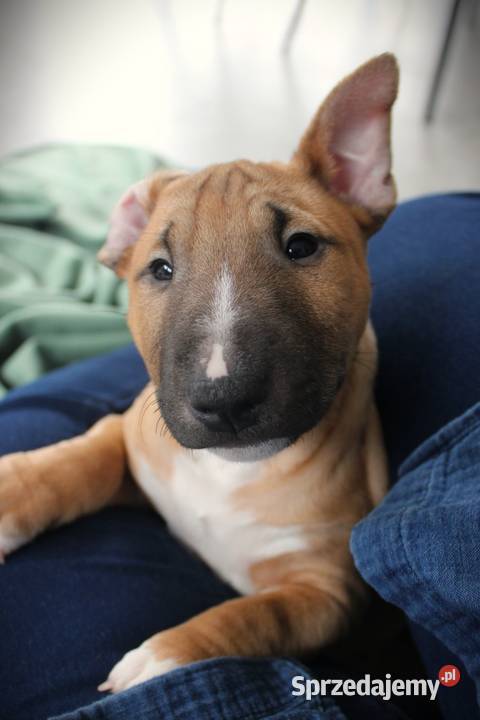 Bulterier miniaturowy Szczenięta ZKwP FCI Pozostałe Toruń