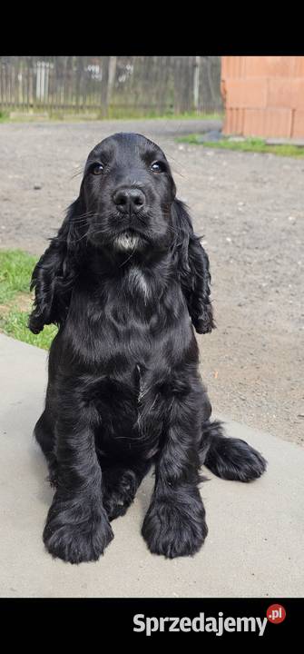 Cocker Spaniel Angielski Jasienie
