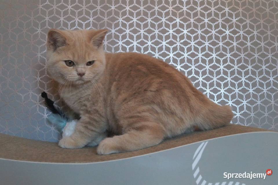 Kocurek Kremowy Brytyjska Rodowód PZFWCF Brytyjski Radzymin