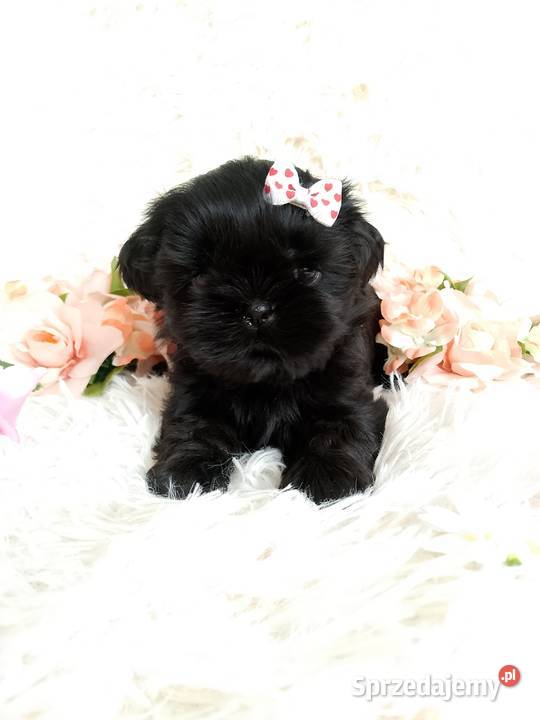 Gotowa do odbioru śliczna suczka rasy ShihTzu Namysłów