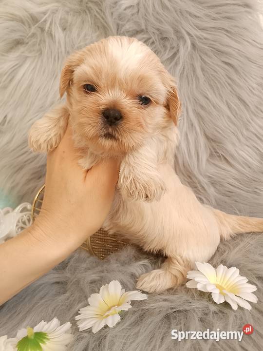 Suczka rasy ShihTzu
