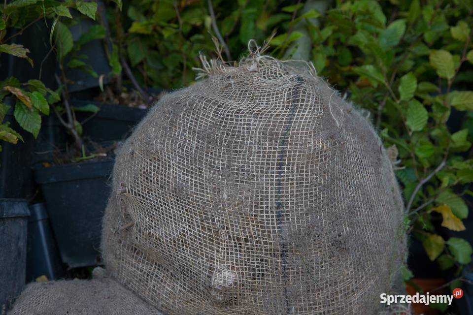 Buk pospolity Atropunicea obwód 1214 z bryłą