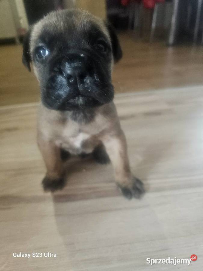 Szczenięta Cane Corso Łubno