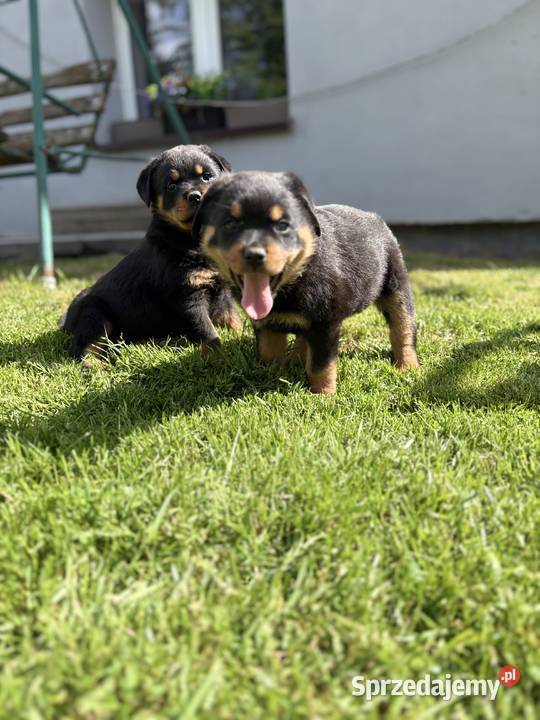 Piękne szczeniaki Rottweilera Zgorzelec