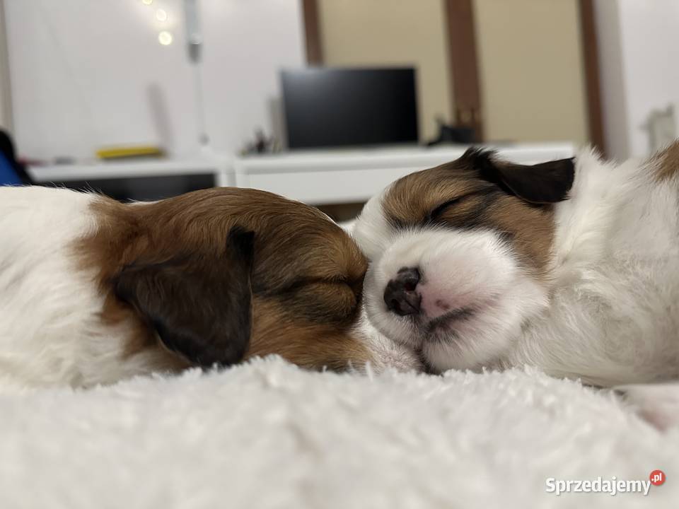 Płochacz holenderski Netherlandse Kooikerhondje Pozostałe mazowieckie Warszawa