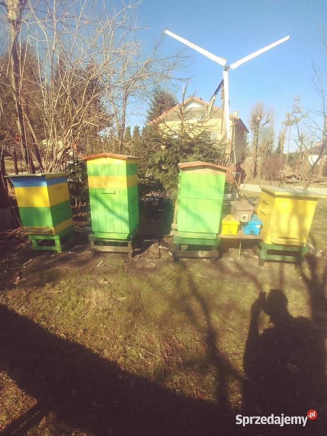 Ule wielkopolskie Brzozów