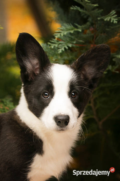 Szczeniaki Welsh Corgi Cardigan z rodowodem FCI Warszawa