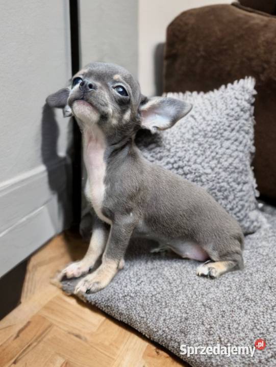 BLUE suczka Chihuahua niebieska tricolor małopolskie Limanowa