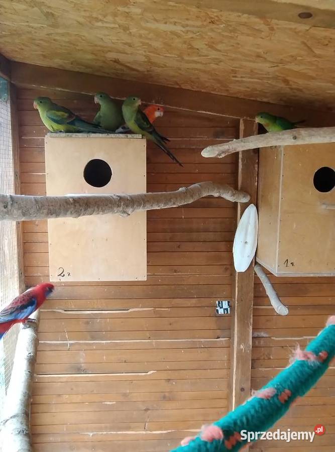 Papugi egzotyczne świętokrzyskie Sobków