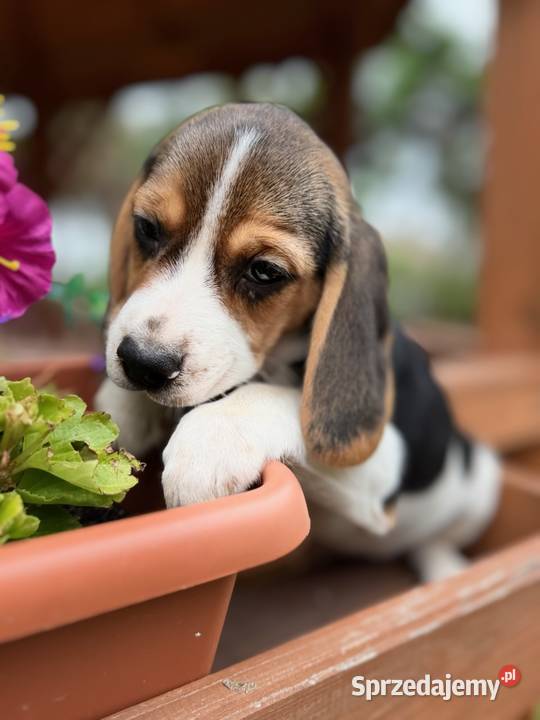 Śliczna suczka rasy Beagle z rodowodem Radom