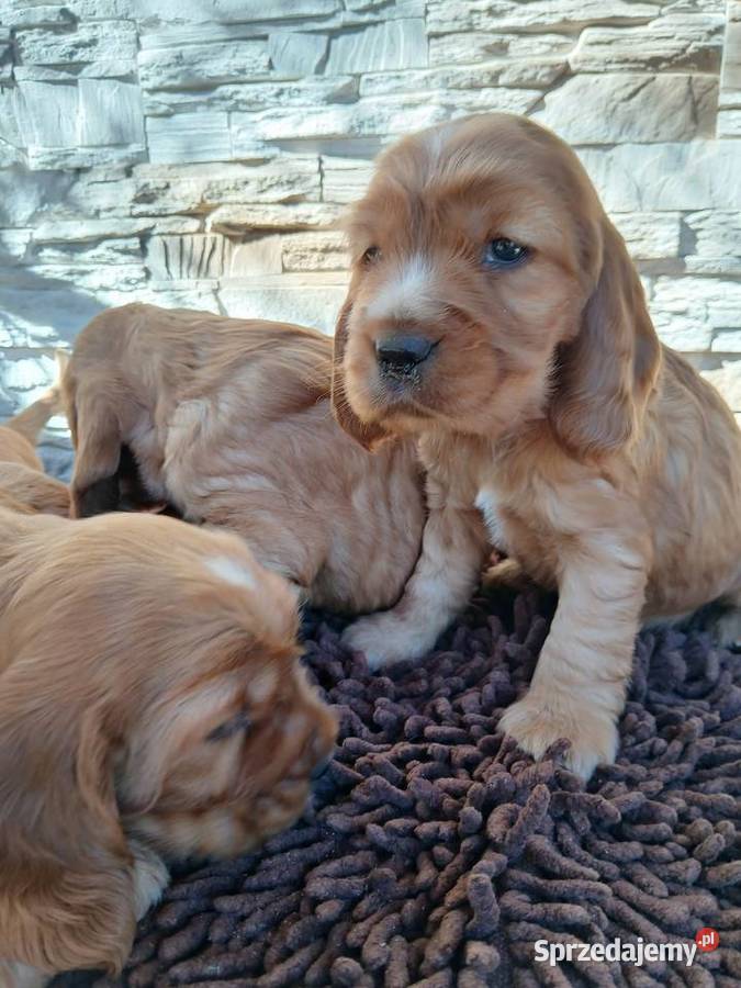 Śliczne Szczenięta Cocker Spaniel Angielski łódzkie Sieradz sprzedam