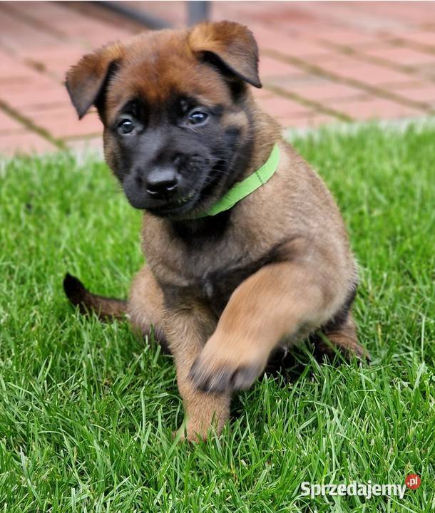 Owczarek belgijski Malinois FCI zapowiedz miotu Owczarek Nowy Sącz