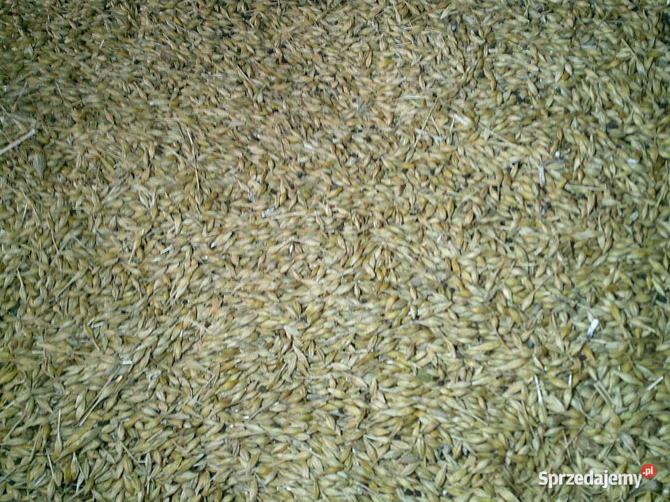 jęczmień ozimy dolnośląskie Chocianów