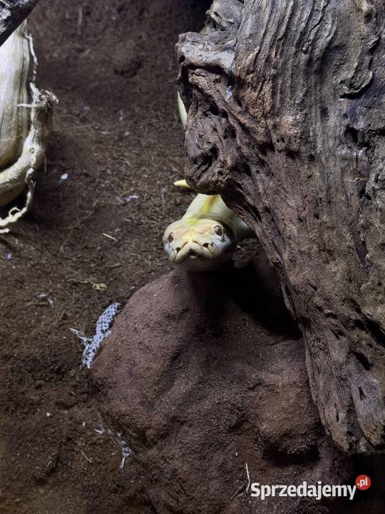 Samiec węża śląskie Mikołów