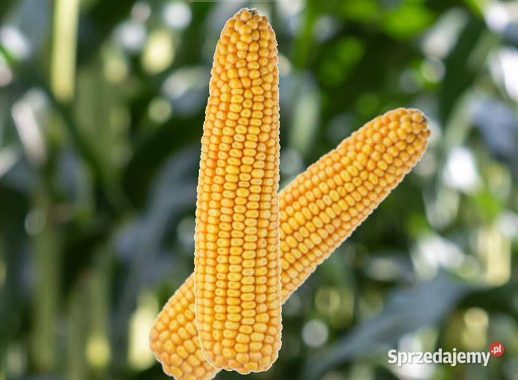 Materiał siewny kukurydza SM Boryna FAO 250 zachodniopomorskie Darłowo