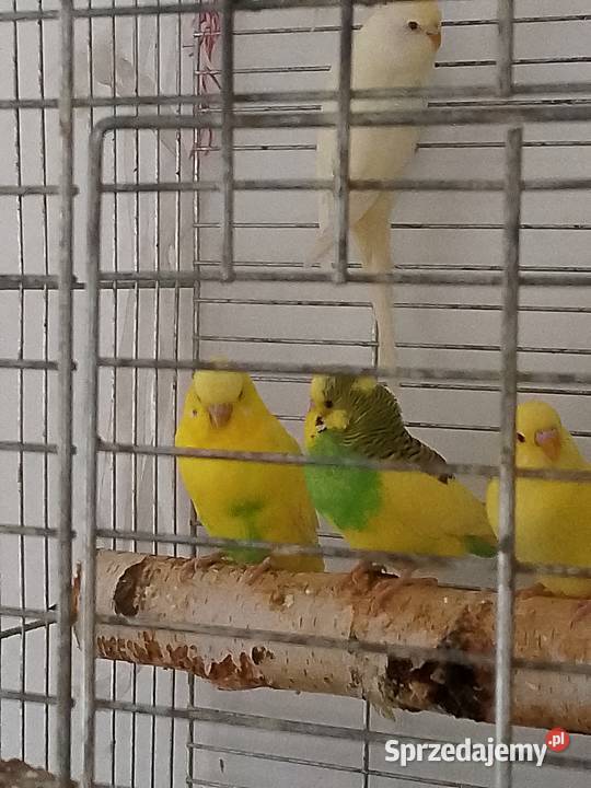 Papugi faliste młode Ptaki Tomaszów Mazowiecki