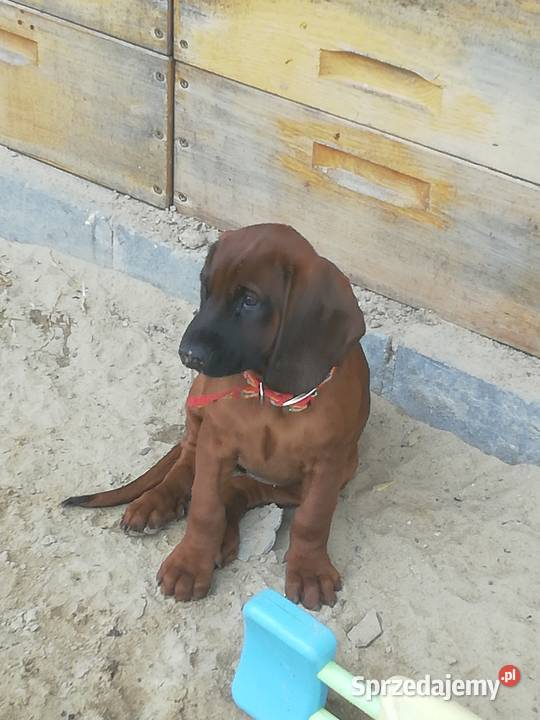 Posokowiec bawarski szczenięta Pozostałe Zwierzyniec