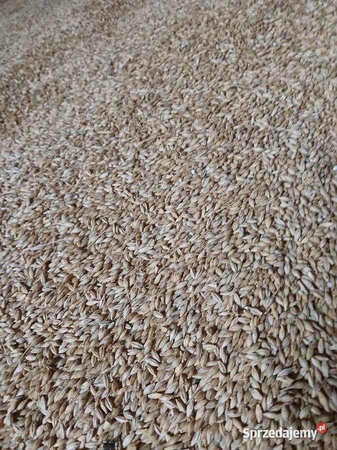 Jęczmień ozimy 2 rzędowy 2025 Ciechanowiec