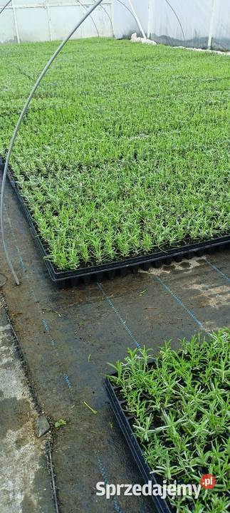 Sadzonki lawendy hidcote hurt Pozostałe dolnośląskie Śliwice