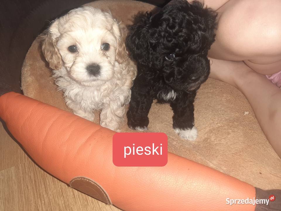 Bisspoo FRISPOO Maltipoo Zamość sprzedam