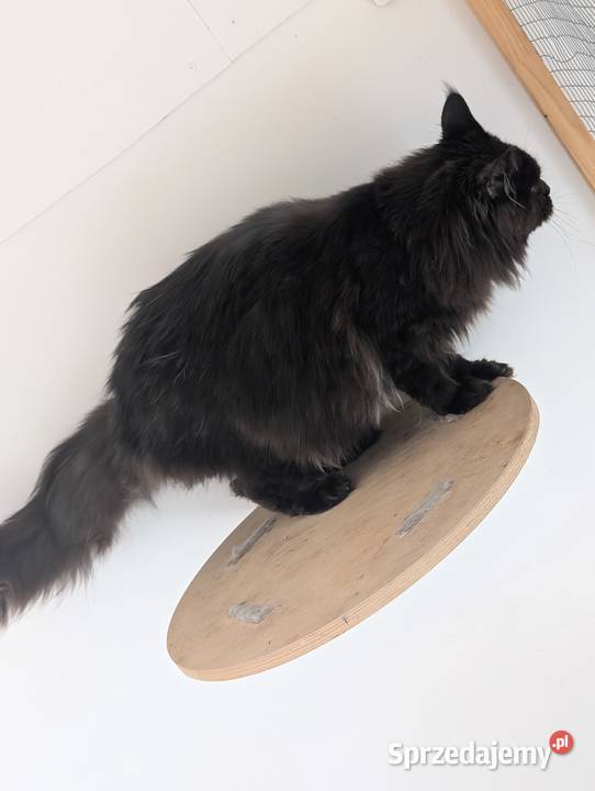 Flavio kocurek Maine Coon Adopcja płatna Pszczyna