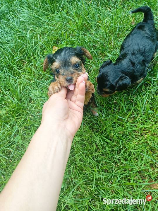 York terrier Pryszczowa Góra sprzedam