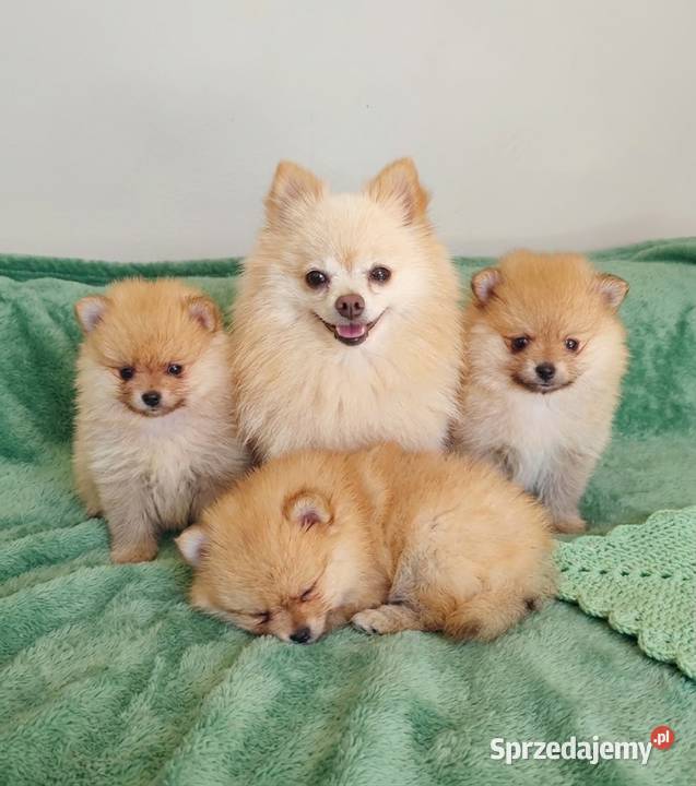 Szpic miniaturowy Pomeranian Śrem sprzedam