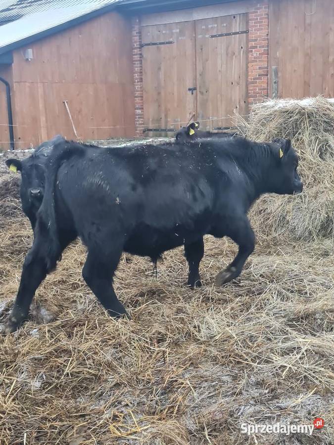 Byk Angus czarny 100 pod oceną PZHiPBM odsadek Szlatyn sprzedam