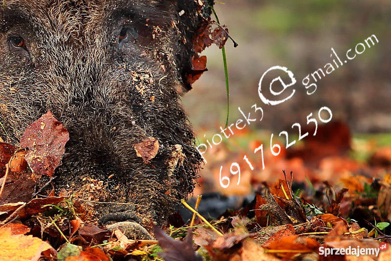 Dzik odyniec Foto obraz Pozostałe Gorzów Wielkopolski