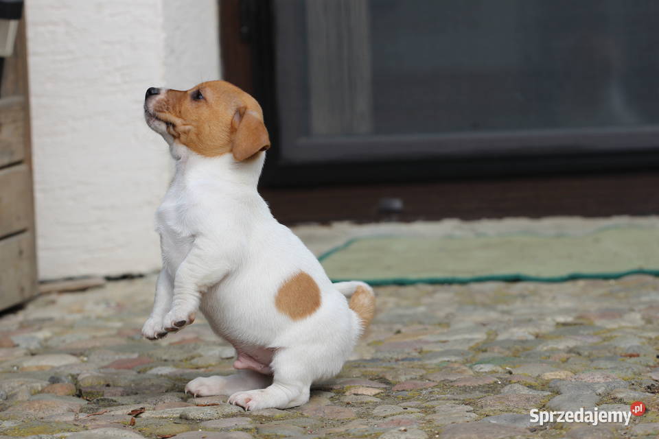 Piesek Jack Russell Terrier Delastowice