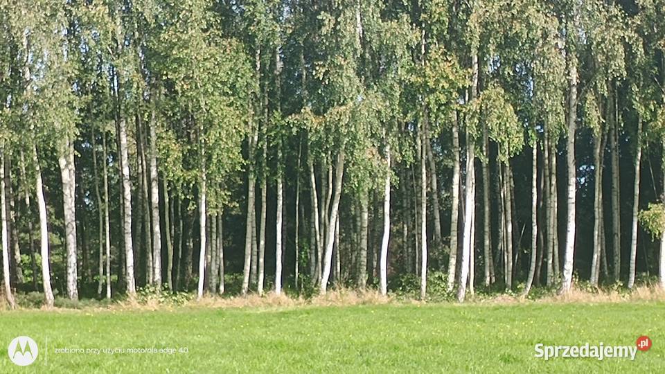 Działka z linia brzegowa rzeki Wkry Sprzedaż Ciechanów