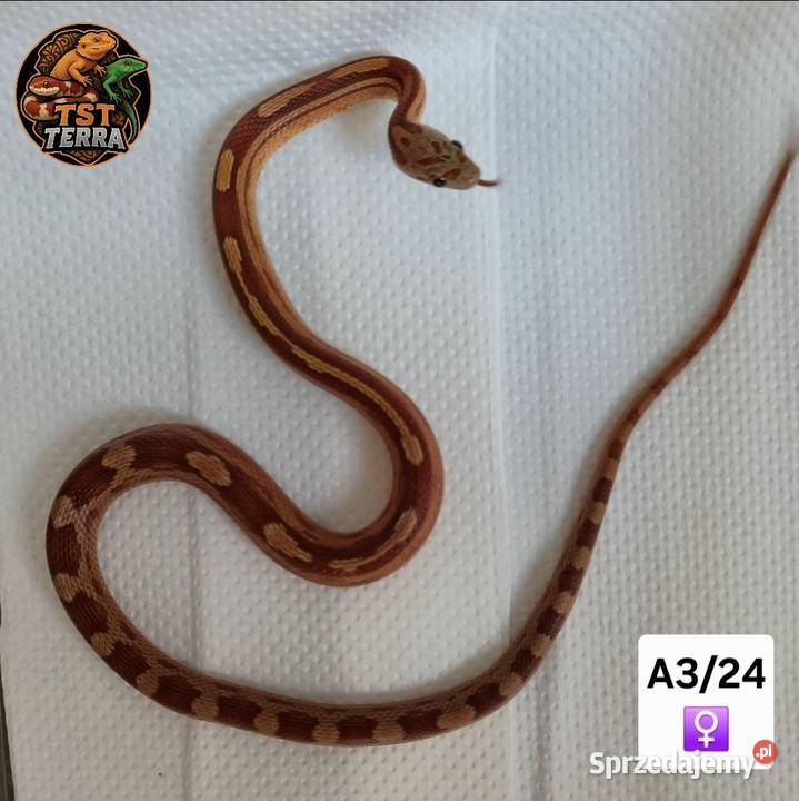 Młode węże zbożowe Starachowice