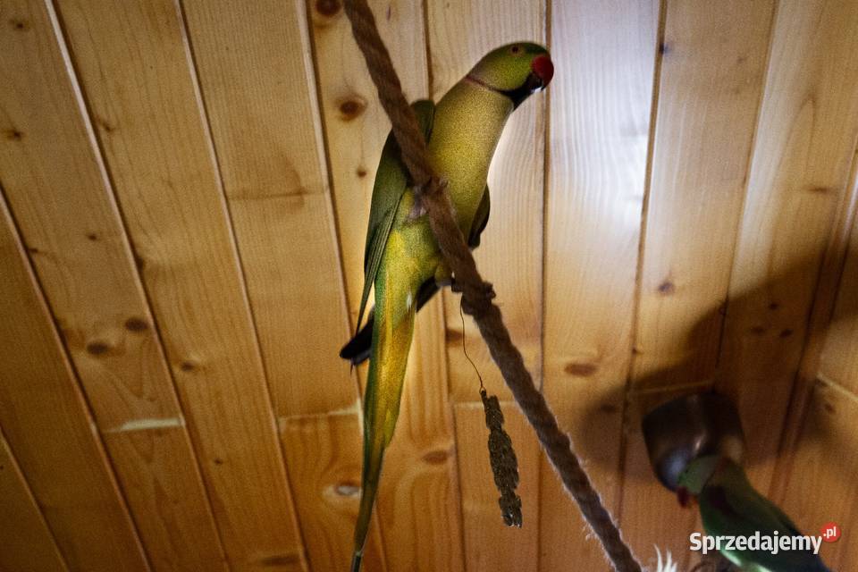 aleksandretta obrożna samiec małopolskie Koszyce Wielkie