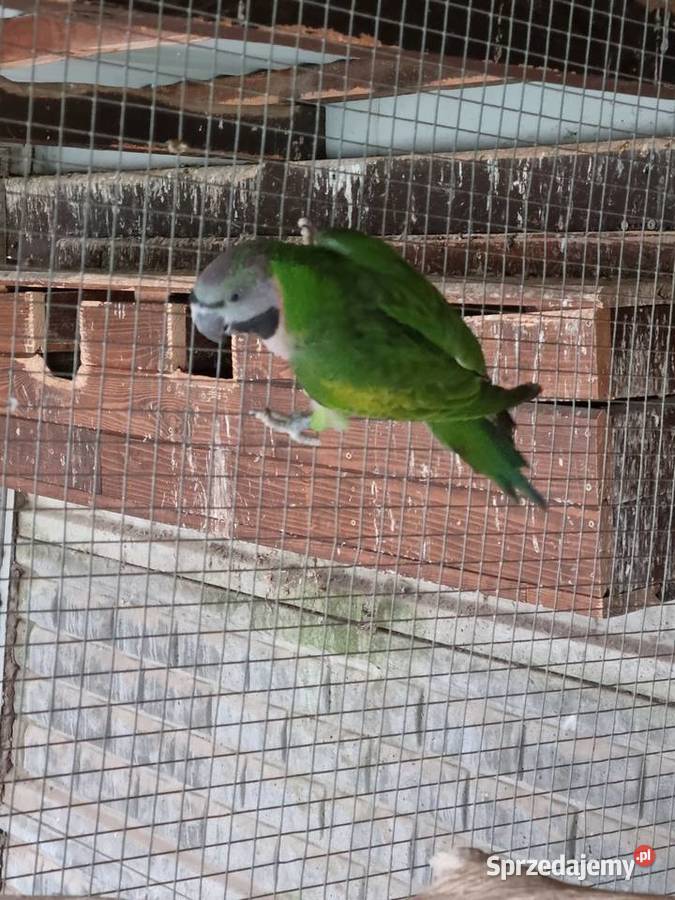 Aleksandretty rudosterki barwinki Odolanów sprzedam