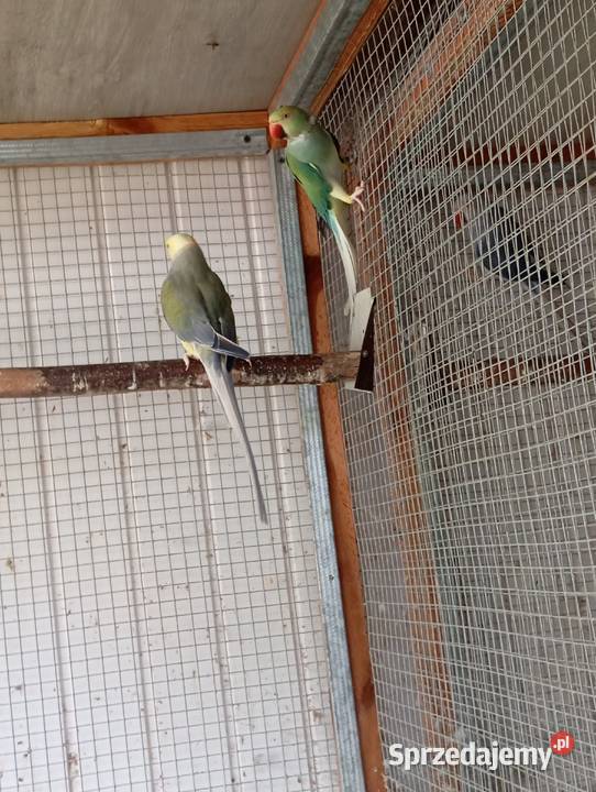 Sprzedam papugi rozelle królewskie białolicekozy Lublin sprzedam