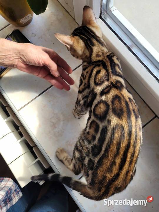 Kocurek afgański z rodowodem Nowy Sącz