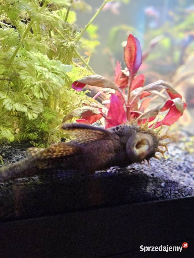 Glonojad Zbrojnik samce 15 Miechów sprzedam