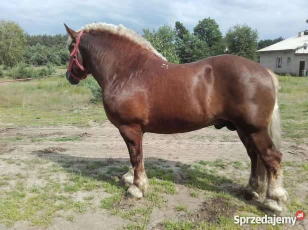 Sprzedam ogiera Zimnokrwistego BULIDEL łódzkie