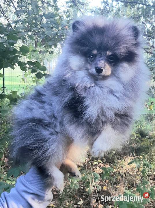 Szpic miniaturowy blue merle tan Pabianice