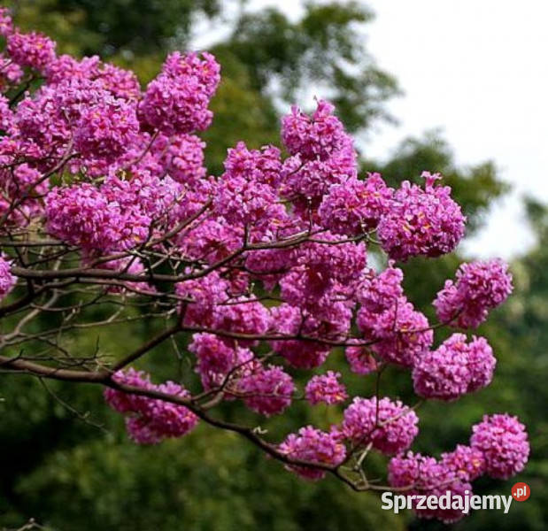 LAPACHO CZERWONE Tabebuia avellanedae NASIONA Lubanie sprzedam