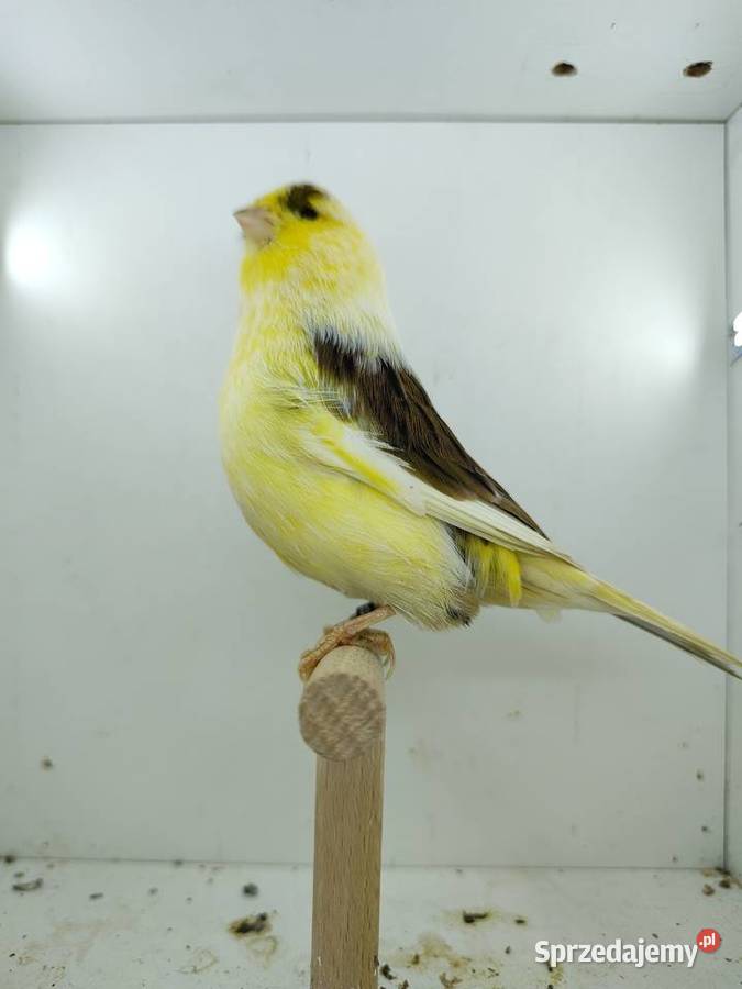 Kanarek kanarki glostery samce i samice Kępno