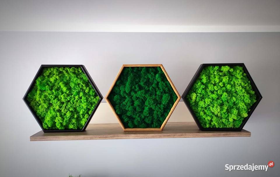 Żywy obraz mech chrobotek tryptyk heksagon Ruda Śląska
