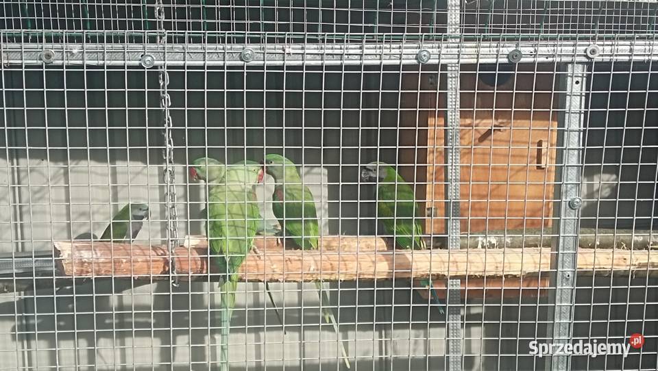 Aleksandretta Wieki i Chińska Zator sprzedam