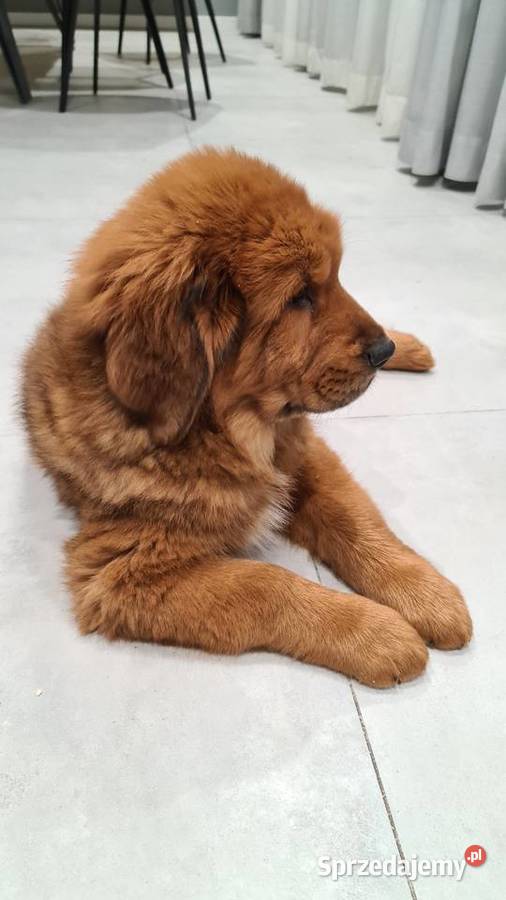 Mastif Tybetański szczenięta Gotowe do odbioru Łask