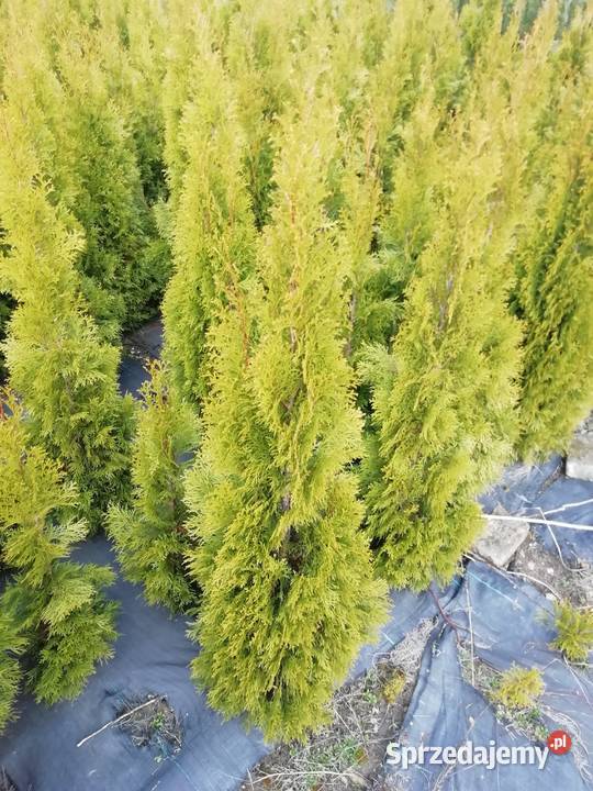 Tuja brabant już 12 Rośliny Myszków