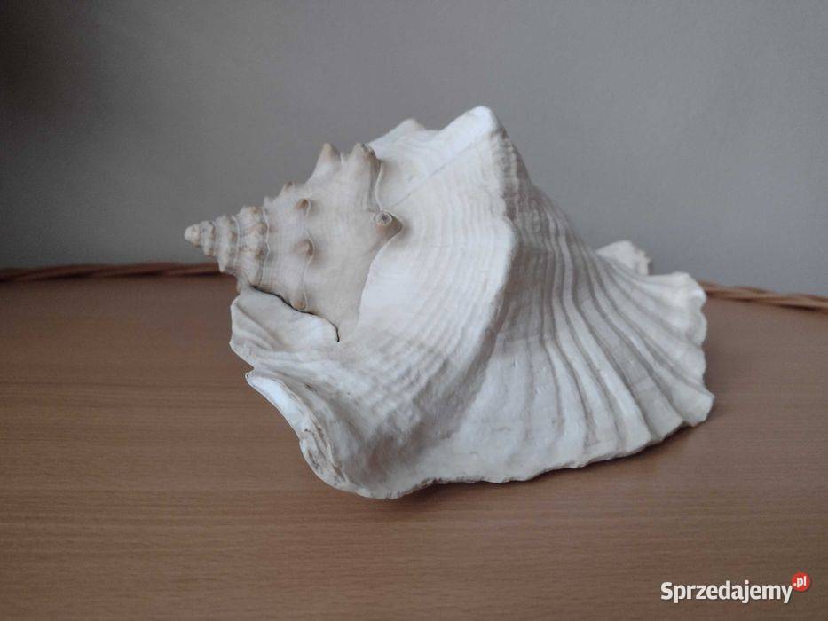 Akwarium muszla morska 235 Warszawa sprzedam